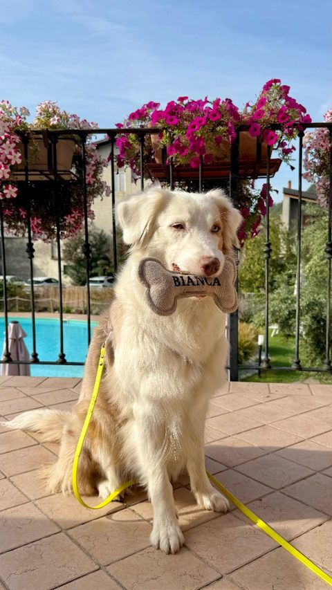 Cane ospite Bianca sulla terrazza dell’Hotel Vittoria