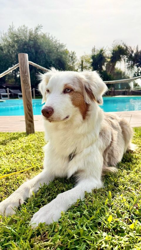 Cane ospite Bianca nel giardino dell’Hotel Vittoria
