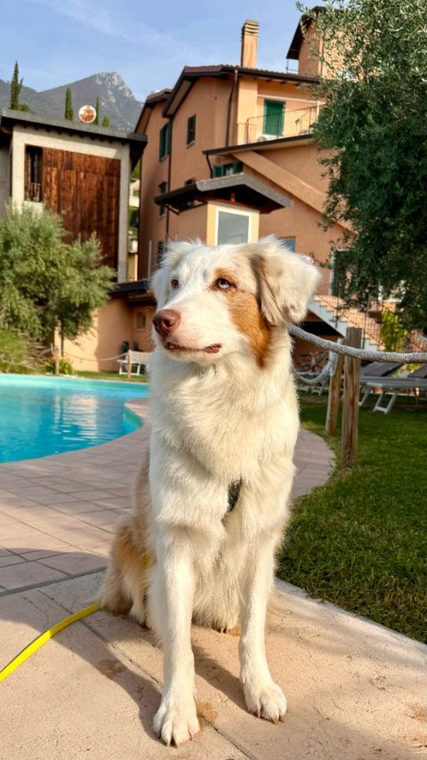 Cane ospite Bianca accanto alla piscina dell’Hotel Vittoria
