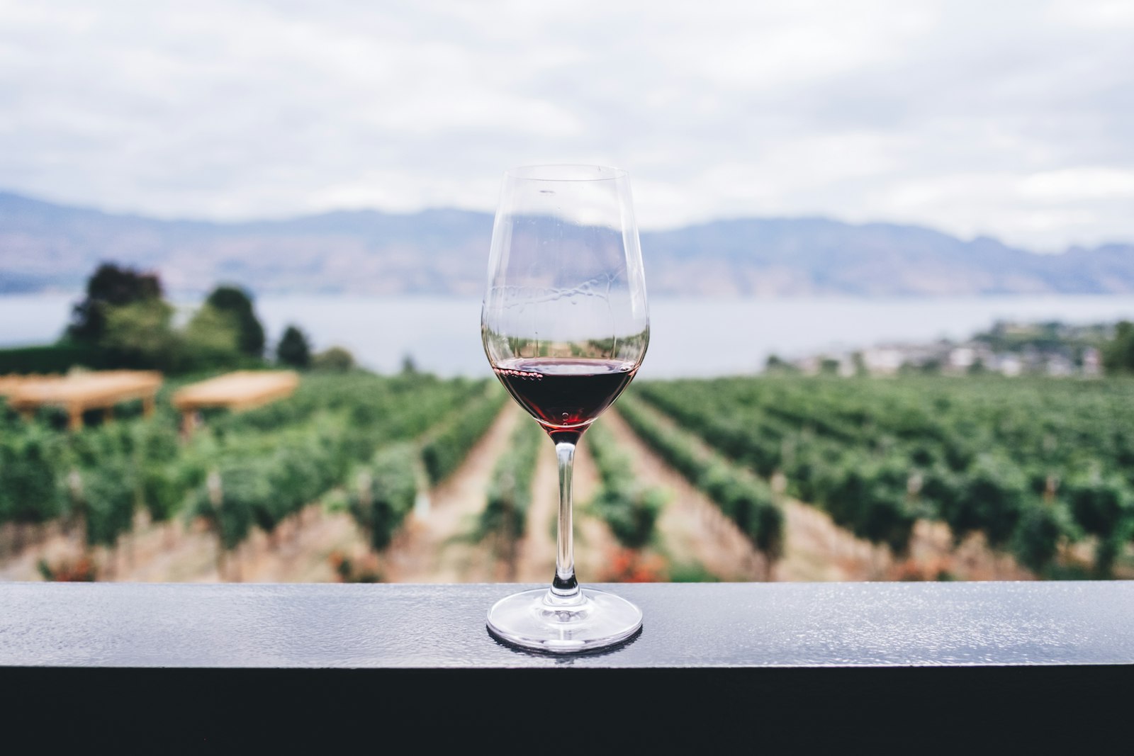 Weinberge in den Hügeln nahe dem Gardasee